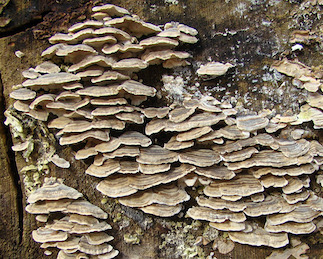 turkeytail